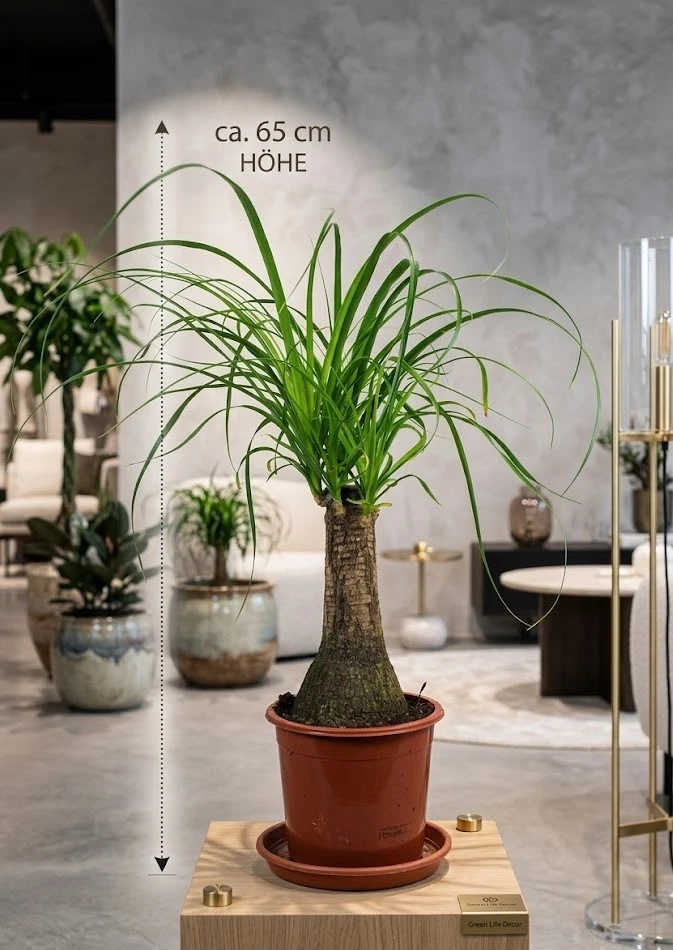 Elefantenfu Beaucarnea Pflanzen, Zimmerpflanzen online kaufen | eBay.de