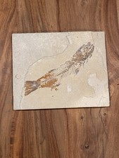 Fossil Fish in Stone Slab Approx 10 x 8 Inches Skeletal Display Specimen