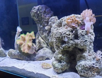 fluval edge 46l black