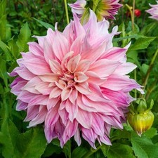 1 - DINNERPLATE DAHLIA Cafe au Lait ROYAL Bulb Tuber Clump  SPRING SHIPPING