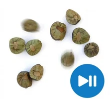 15 MEXICAN JUMPING BEANS (3 CASES WITH 5 BEANS IN EACH CASE) - Incl. Racing Game