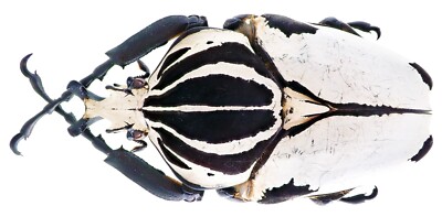 Cameroon Goliathus goliathus 79mm 標本 Cameroon Goliathus