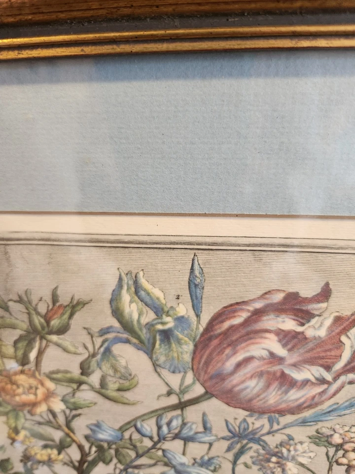 Robert Furber 12 meses de flores grabado botánico mayo mate impresión enmarcada Foto 4 de 4