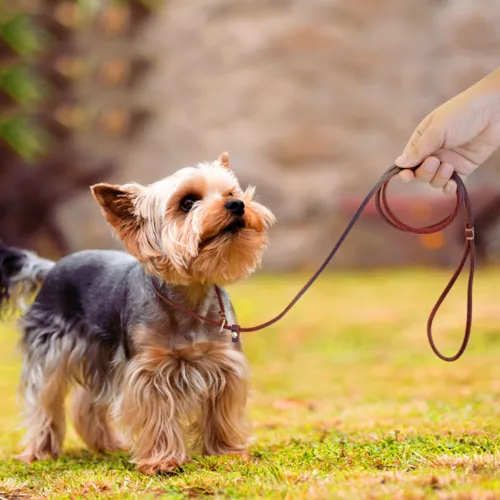 Slip Leads for Small Dogs Thin Leather 4ft/5ft Pet Puppy Walking Leash Brown Red - Picture 7 of 10