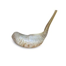 Ram Horn Blowing Polished Shofar Synagogue Prayer 10"-12"