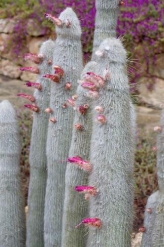 SILVER TORCH CACTUS (Cleistocactus strausii) 10 seeds - Picture 2 of 4