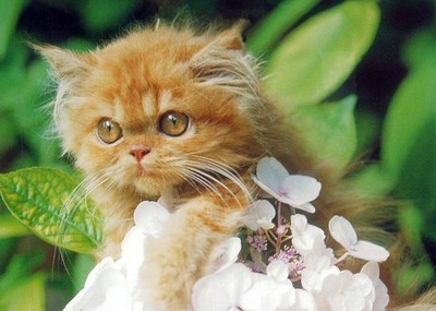 Cats Animal Postcard Unposted #PBC163