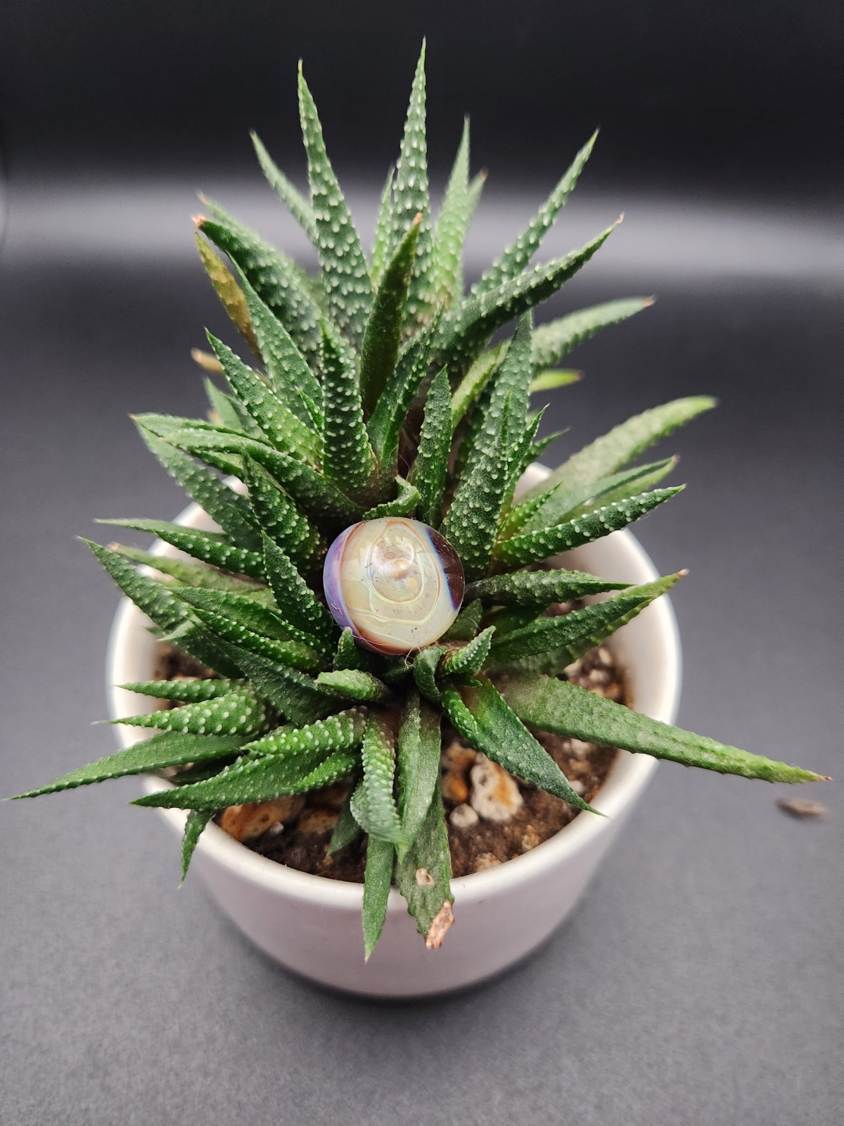 Glass Garden Stake for Plants & Decor