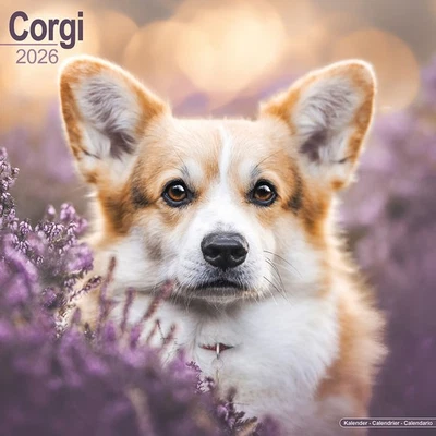 MARBLE CITY PRESS Corgi Calendar 2026 | 12x24" 16 Months | Dog Breed Gift Wall | Avonside
