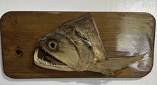 Vintage Vampire Fish (Payara) Taxidermy Fish Head Mount Extremely Rare Piece!