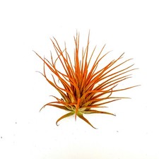 Air Plant Ionantha Orange 2'-3"