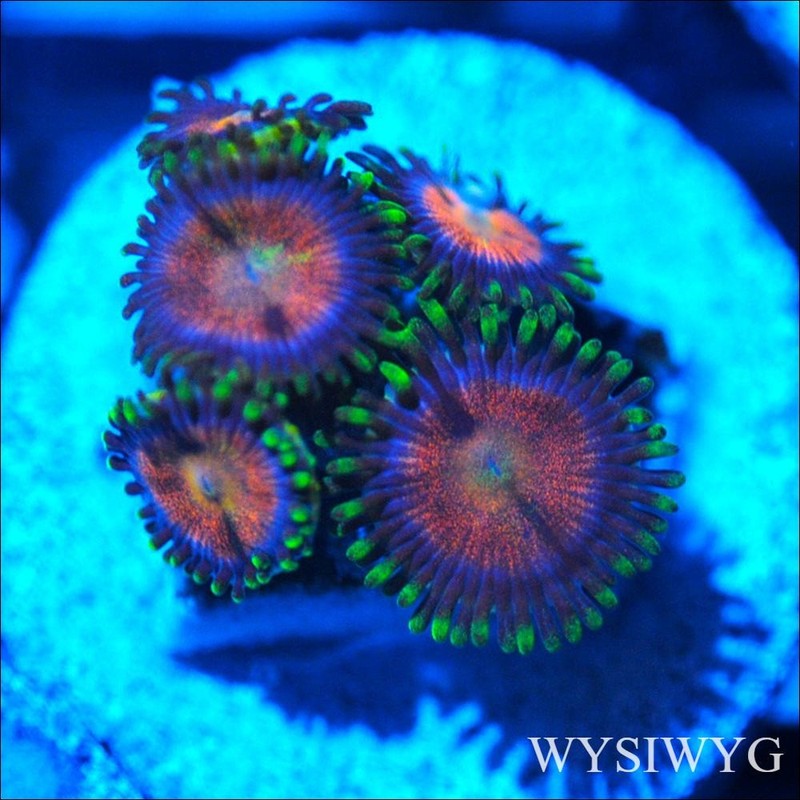 Corals of Eden ~ WYSIWYG Live Coral Frag ~ Ultra Zoa - Soft Coral