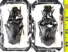 Carabidae, Baeoglossa anthracina 2 females A1, C. Namibia