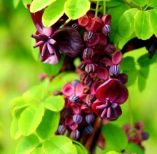 20 Chocolate Vine Seeds for Planting - Akebia quinata, Five Leaf Vine