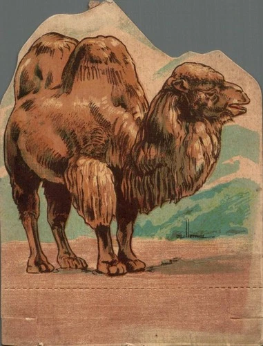 2 CHROME ESTABLISHMENTS MOLIE