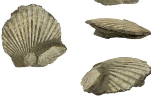 OBO🐚FOSSIL LARGE BIVALVE SHELL FOSSIL IN MATRIX NATURAL DISPLAY (Fossil #2)🐚🪨