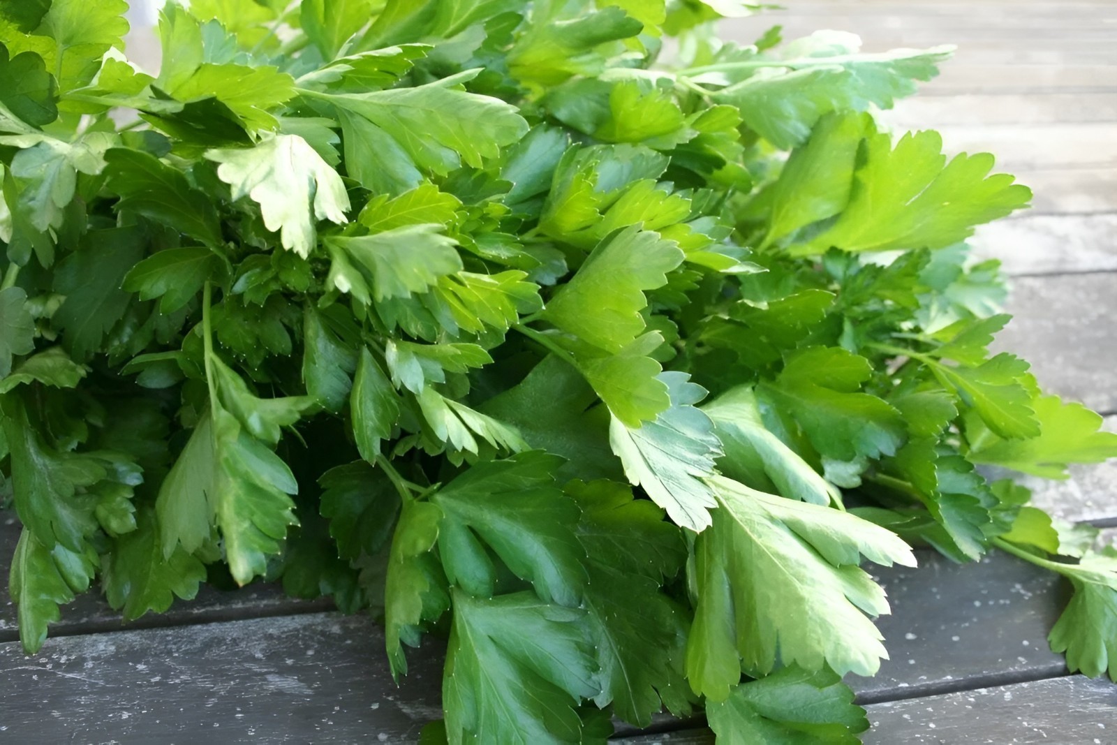 750 Heirloom Italian Giant Parsley Seeds - Flat Leaf - Herb - NonGMO Organic