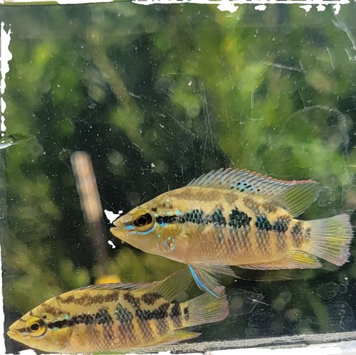 African Cichlid Mystery Box  6X Live Freshwater Aquarium Fish | eBay