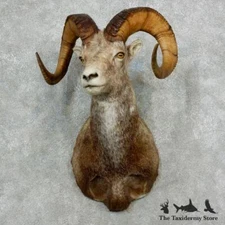 #17160 P | Stone Sheep Taxidermy Shoulder Mount For Sale