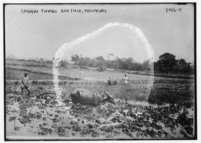 Photo:Carabao Plowing rice field, Philippines