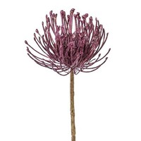 Artplants KüNstliche Nadelkissen Protea Zirmo, Lila, 50Cm