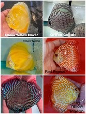 Pack of 6 Discus Fish 3.75 To 4" - Live Fish Aquarium Overnight Shipping