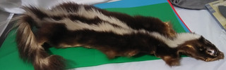 Vintage Skunk Pelt Old Rough Soft Fur Crazy Eyes