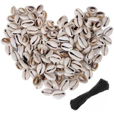 250 Pcs Grey 0.71"0.79" 1820mm  Natural Strong Cowrie Shell Beads Smooth Cut Ova