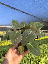 Mican Philodendron | Velvet Leaf Philo| Indoor & Outdoor Live Tropical in 4" Pot