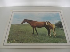 ANCIENNE PLANCHE AFFICHE POSTER PHOTO SCOLAIRE JUMENT ET POULAIN CDN
