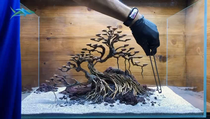 Driftwood Bonsai Tree  11 Styles for Freshwater Aquarium & Terrarium Decor  | eBay