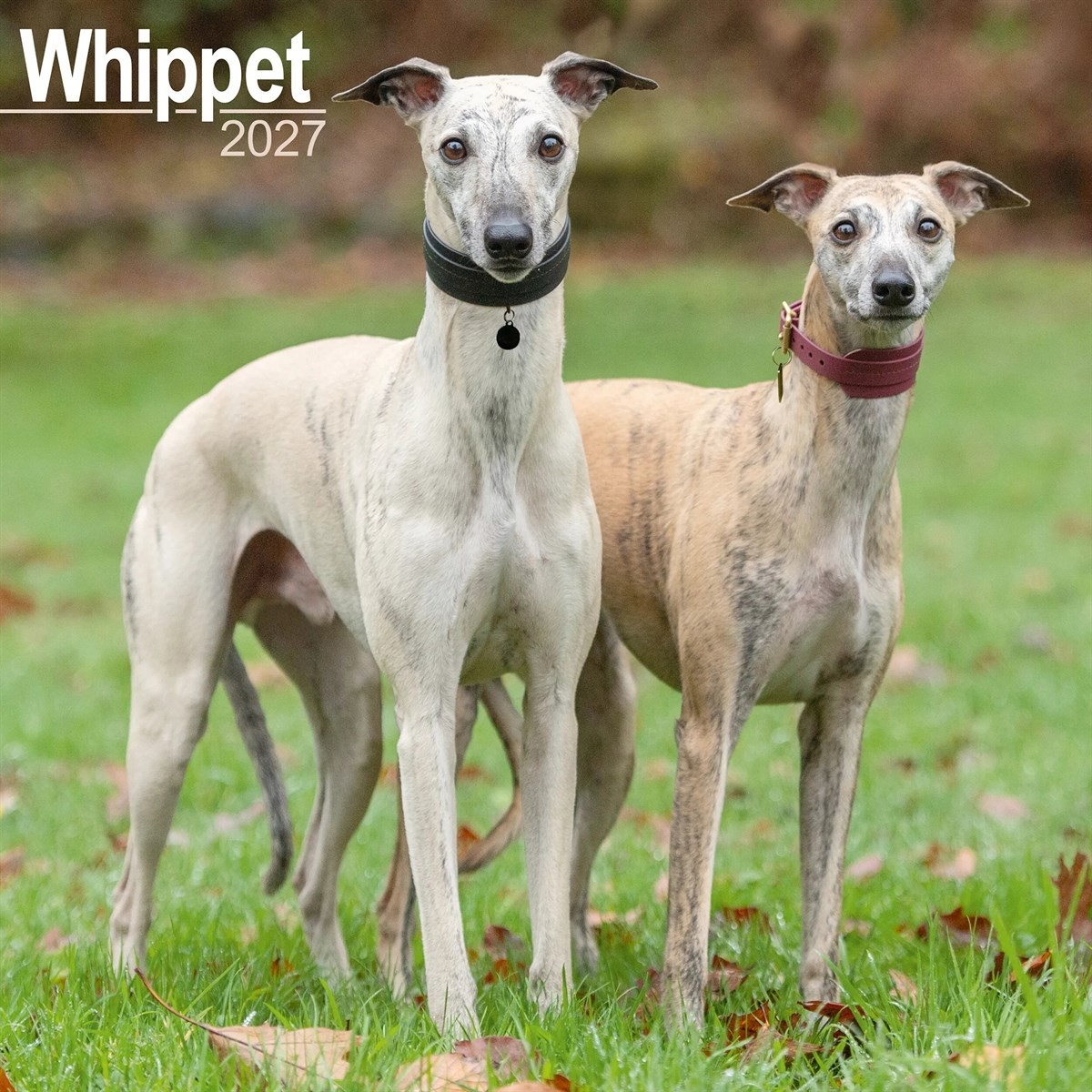 Rackhams Whippet Calendar 2027, Wall Calendars, Month To View, Dogs, Gift - Image 5