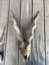 Gnarly 17” Blackbuck Antelope Skull Wildlife, Taxidermy, Mount, cabin goth
