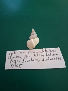 Epitonium raricostatum 21 mm w/o Fantastic Live Specimen Private Collection