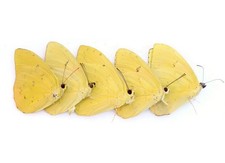 Dried Yellow Butterfly Specimens: Phoebis Philea, Art Craft Supply (Bundle of 5)