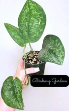 *Rare Find*Scindapsus Mount Salak Rooted In 4" Pot *Entire Plant As Pictured*