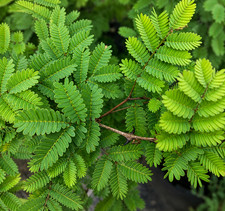 Acacia galpinii SEEDS -  - SEMI Spina di scimmia | Acacia a ombrello