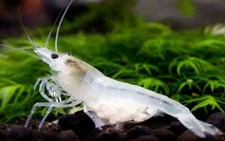 10 1 Snow Ball White Pearl Shrimp - Freshwater Neocaridina Aquarium Shrimp