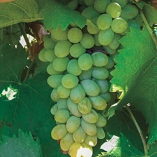 1  - NEPTUNE Live Seedless Grape Vine Plant - 1-2 yr Old - Ready for Planting