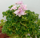 African Violet Plant - Goldilocks ~ variegated miniature ~ girl foliage