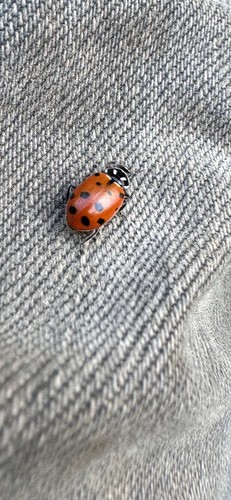 Pre-order available In June 1,000 Premium Fresh 2025 Live Ladybugs