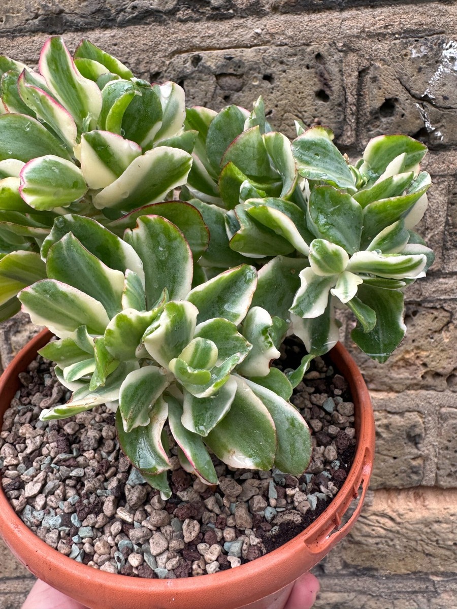 crassula-ovata-variegata-30-types-of-jade-plants-crassula-to-grow