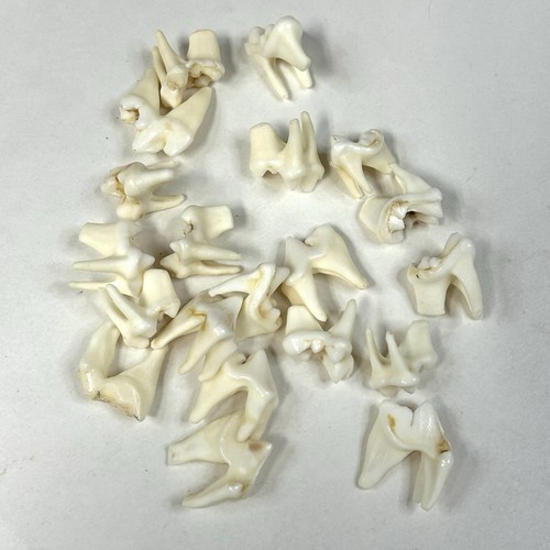 Lot Of 20 Real Coyote Molars Teeth Taxidermy Art Weird Odd Project Unqiue  #2584