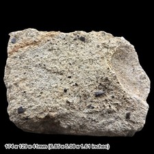 Rare Steneosaurus Crocodile Tooth Fossils Scute Fish Tooth Jurassic Dorset UK