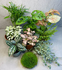 TERRARIUM PLANT SET | Set of 3, 5 or 7 Small Plants | Diy Starter Terrarium Kit