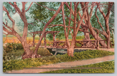 Postcard Rustic Bridge Among Oak Trees