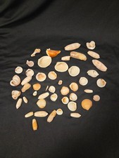 Seashells Various Kinds and Sizes Lot of 47 Ocean Seashore Nautical Decor
