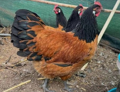 #ad 24 VORWERK Hatching Eggs pre sale april $163.00