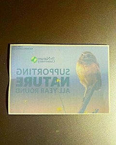 New Nature Conservancy Indigo Bunting Window Decal 4"x2-3/4" Supporting Nature