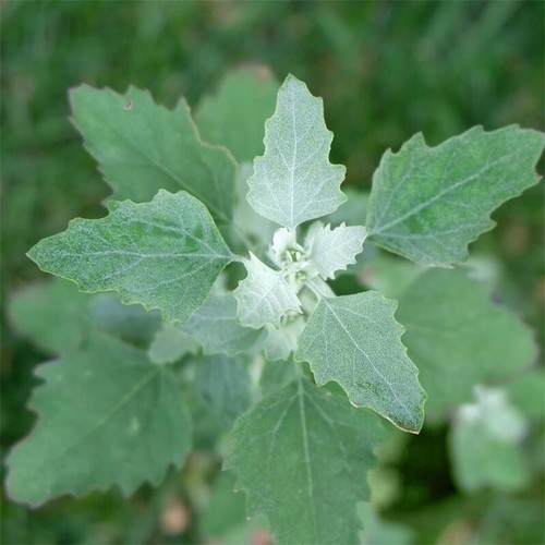 100+ SEEDS Chenopodium Album Organic Lambs Quarters Greens Bathua